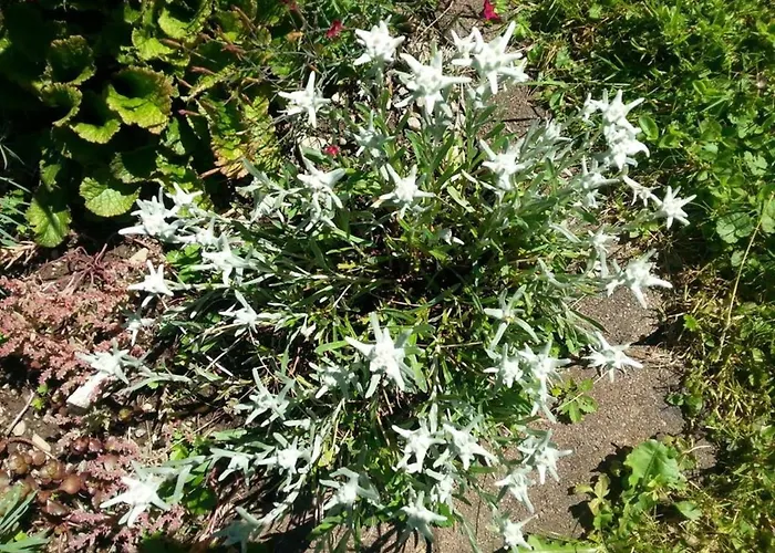 Haus Johanna Apartment *